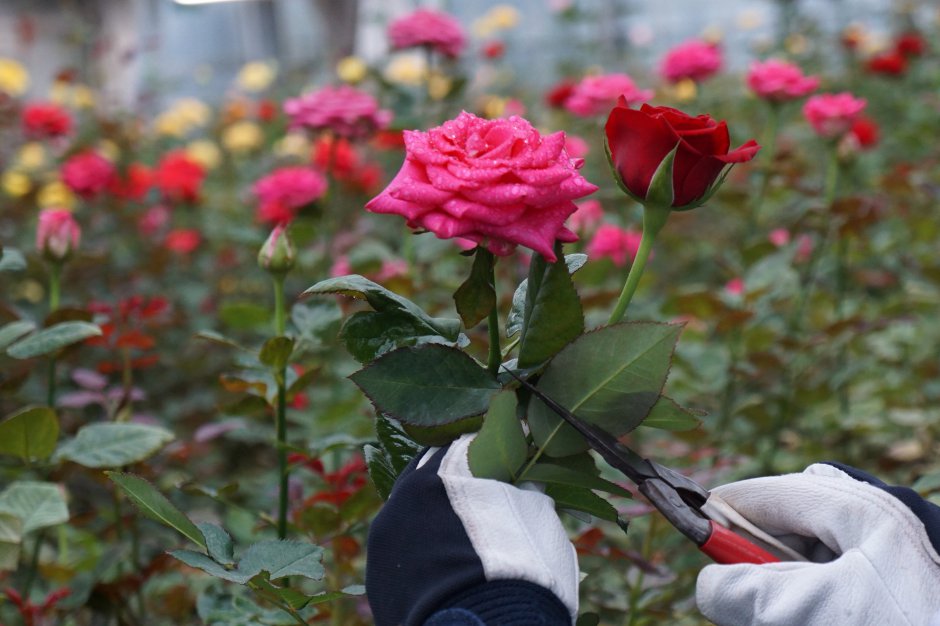 かのやばら園　温室での薔薇カット体験